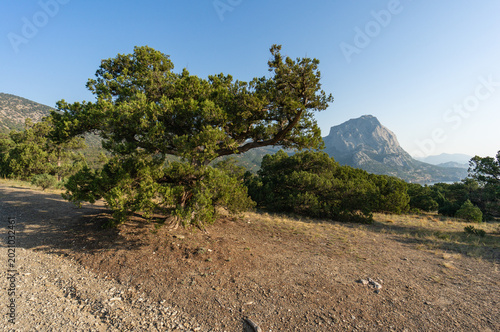 Картината върху платно On dry, rocky soil, against a backdrop of mountains and a clear blue sky, is growing large, ancient, relict juniper (Juniperus Excelsa)