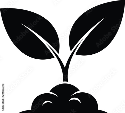 Black Seedling Growing in Soil with Two Leaves on White Background