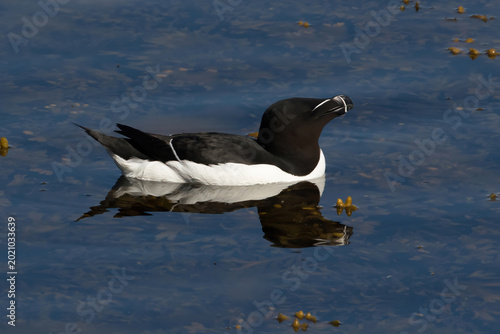 Foto Razorbill (Alca torda) swimming in the Baltic Sea at Stora Karlso, Gotland, Sweden