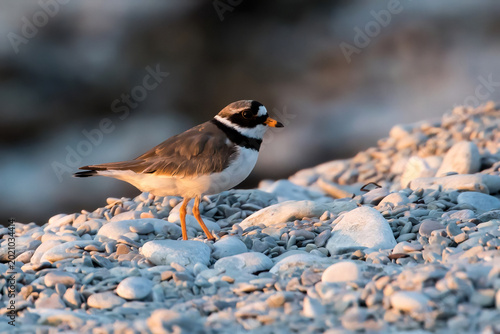 Fotografía Common Ringed Plower Charadrius hiaticula on a stony shore at Island Stora Karlso outside Gotland, Sweden