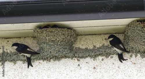 Quadro em tela House Martin (Delichon urbicum) at nest on a building on Stora Karlso, Gotland, Sweden