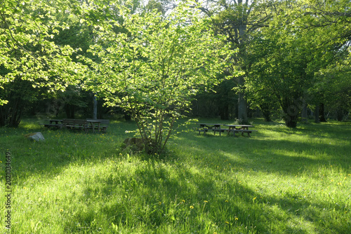 The nature reserve Fide Desiduoos Forest, in southern Gotland, Sweden.