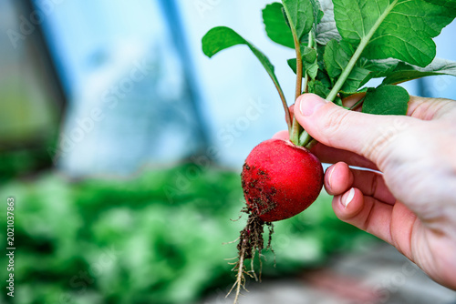 Gardener picking up fresh harvest of red radishes in garden. Harvesting red radishes in the greenhouse.
