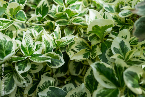 Obraz na płótnie A close-up view of dense variegated foliage featuring bright green centers and creamy white margins on serrated leaves of a Euonymus fortunei shrub in a garden