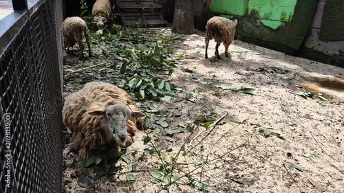 Sheep in the cage for idul adha