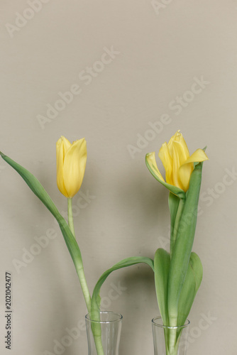 yellow tulips green leaves clear vase gray