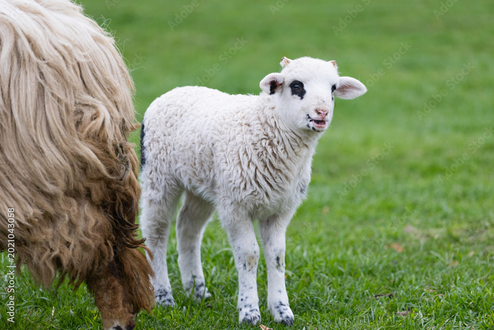 Fototapeta premium Little lamb in green grass.