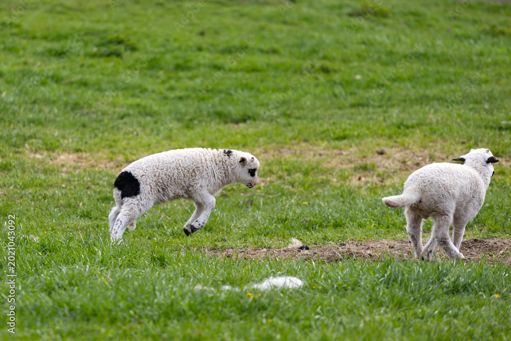 Fototapeta premium Lambs in green grass.