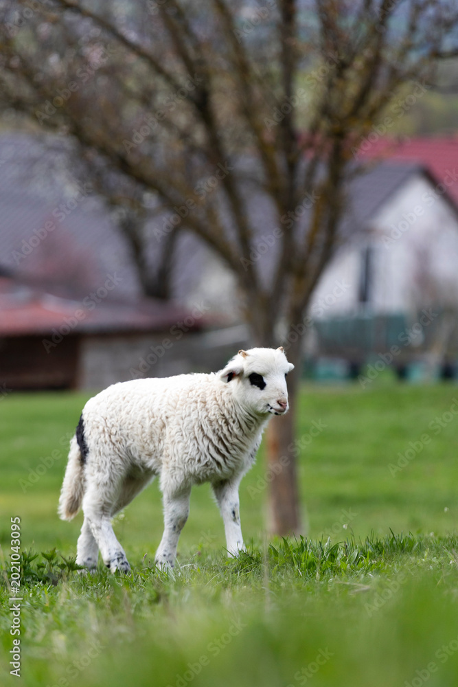 Obraz premium Little lamb in green grass.