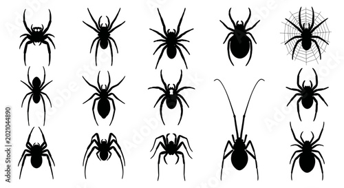 Фотография Collection of Black Spider Silhouettes on White Background