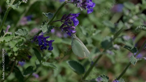 Macro shot of a small white Pieris rapae butterfly pollinating vibrant purple catmint flowers in a sunny garden. Beautiful summer scene of a butterfly on violet blossoms during a bright daylight