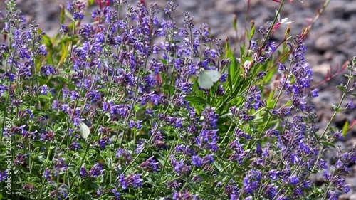 Two small white Pieris rapae butterflies pollinating vibrant purple catmint flowers in a sunny garden. Beautiful summer scene of butterflies on lavender colored blossoms during a bright daylight