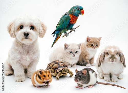 group of pets. a group of different pets on a white background