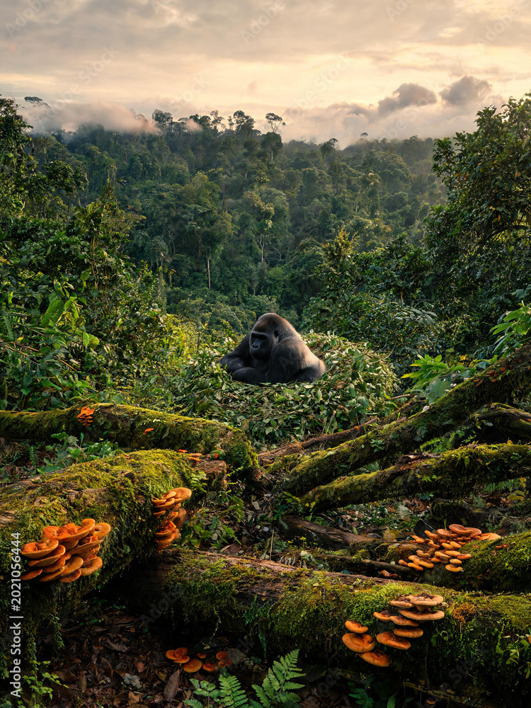 Fototapeta premium Bwindi Forest Landscapes and Mountain Gorillas