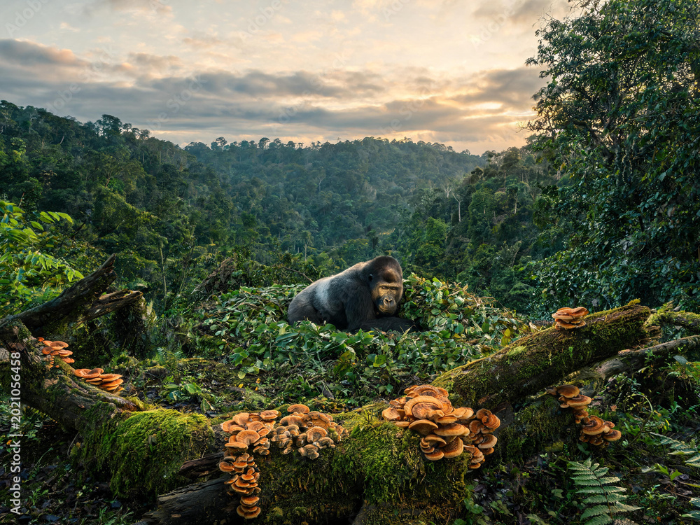 Fototapeta premium Bwindi Forest Landscapes and Mountain Gorillas