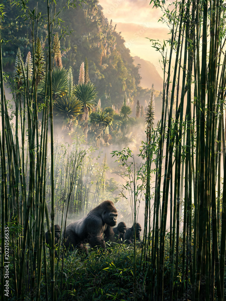 Fototapeta premium Bwindi Forest Landscapes and Mountain Gorillas