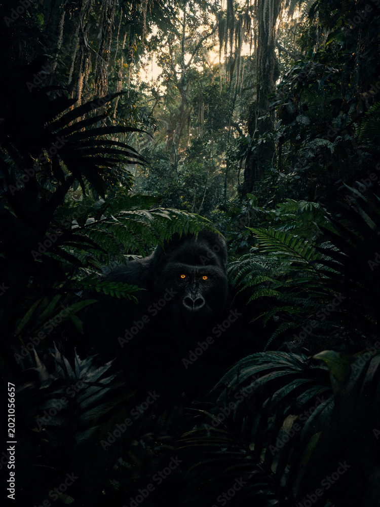 Fototapeta premium Bwindi Forest Landscapes and Mountain Gorillas