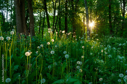 Canvas-taulu Summer time landscape, white fluffy dandelions on the foreground in the park and