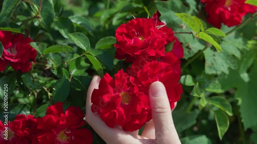 Close up of a female hand gently touching vibrant red bush roses blooming in a sunny garden. Beautiful red flowers with green leaves in a natural outdoor park during a bright summer daylight