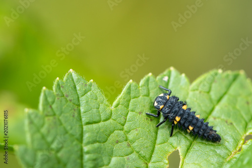 Seven spot ladybird larva Coccinella septempunctata crawls on green leaf
