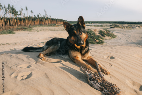 Foto German Shepherd Resting on Sand Dunes at Sunset