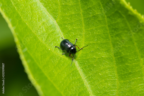 Tiny black flea beetle Altica rests on a fresh green plant leaf surface