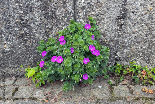 Blutroter Storchschnabel