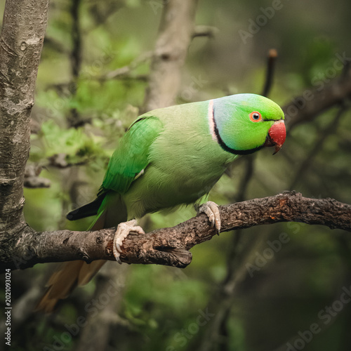 Rose‑Ringed Parakeet at Clara Vale Nature Reserve, Gateshead, April 2026