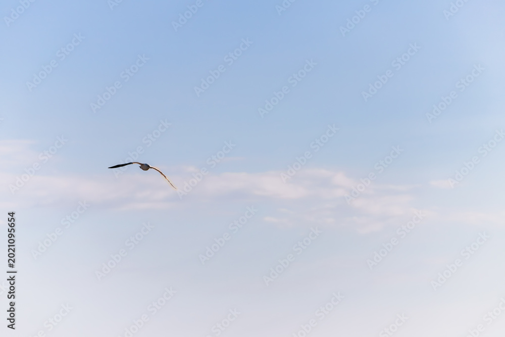 Obraz premium Lone seagull flying through a vast cloudy blue sky over the coastal landscape.