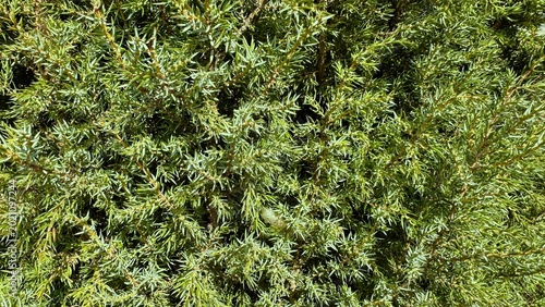 Dense evergreen foliage closeup vibrant texture and depth, sunlit needles and interwoven small branches form repeating natural