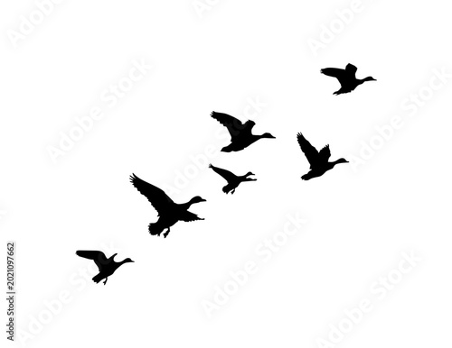 Fotografie ducks flock silhouettes pattern isolated on white background