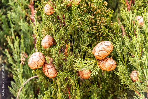 Cupressus sempervirens pertenece a la familia Cupressaceae.