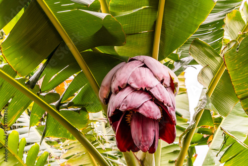 Foto Musa silver bluggoe pertenece a la familia de Musaceae.