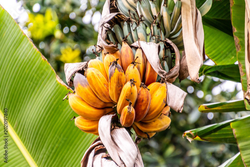 Cuadro en lienzo Musa silver bluggoe pertenece a la familia de Musaceae.