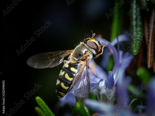 Fotografie Hoverfly Syrphus feeding on a violet rosemary flower in spring