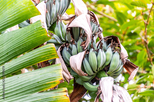 Fotografía Musa silver bluggoe pertenece a la familia de Musaceae.