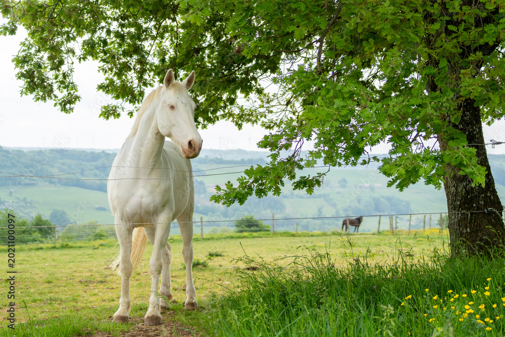 Fototapeta premium Un cheval blanc albinos, au galop dans une grande prairie, avec une montagne et de l'herbe verte. Il entre dans une fôret 