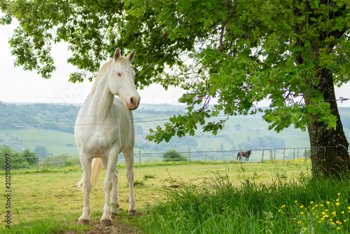 Schilderij op canvas Un cheval blanc albinos, au galop dans une grande prairie, avec une montagne et de l'herbe verte