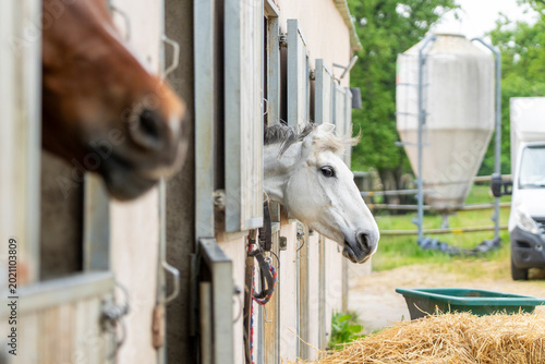 Foto Des chevaux dans une écuries attendant leur dresseur