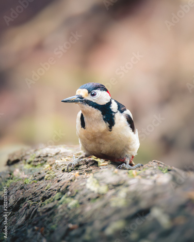 Great Spotted Woodpecker The Barkside Drummer of Pow Hill Country Park, County Durham, May 2026