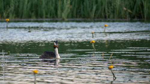 Tableau sur toile A graceful Great Crested Grebe swims calmly on a lake surface dotted with yellow water lilies