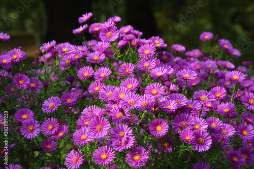 Canvastavla A profusion of diminutive flowers boasting a magenta hue