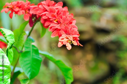 Chaconia, Pride of Trinidad and Tobago or rubiaceae or Warszewiczia or  Warszewiczia coccinea or Wild Poinsettia or red flower