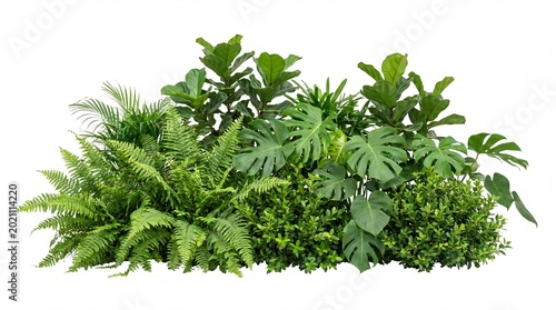 Tropical foliage arrangement featuring diverse lush green plants captured in this vibrant photo on white background