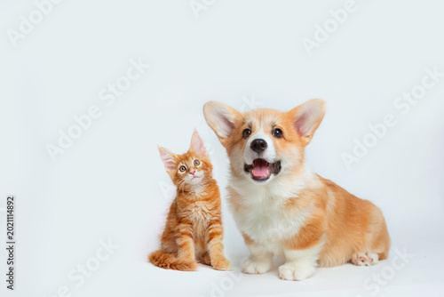 Cute Welsh corgi puppy and a red kitten sit together on a white background. isolated on a white background