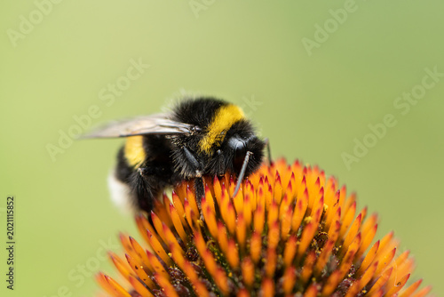 Tableau sur toile Buff tailed bumblebee Bombus terrestris feeds on purple coneflower head