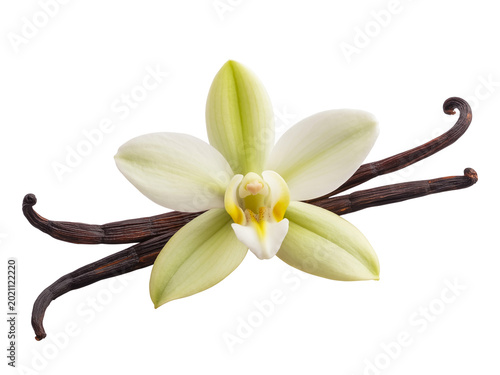 Exquisite vanilla orchid blossom elegantly paired with aromatic dark vanilla bean pods, a natural essence for gourmet cooking and delightful fragrances, isolated on a clean white background