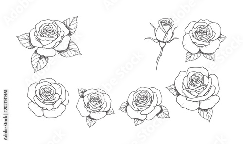 Foto Collection of black and white line roses with leaves flower floral botanical