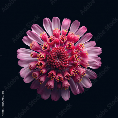 Close-up of a vibrant pink and purple flower with detailed petals and central disc on black background