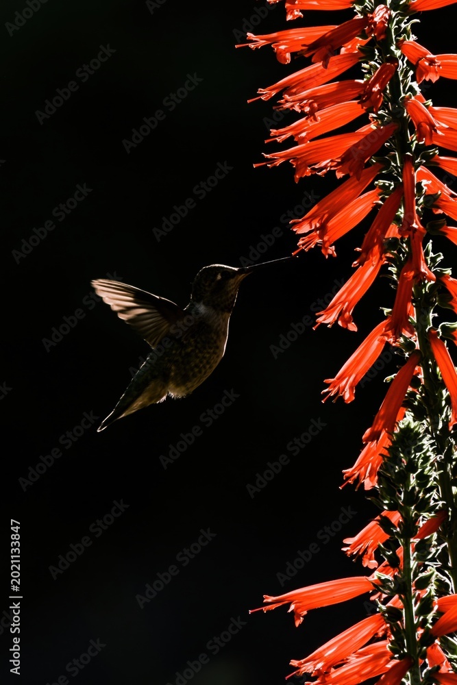 Obraz premium Hummingbird in Flight Near Vibrant Red Flowers Against Dark Background.